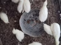 Turkeys — foto 6