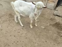 Cabro, Saanen goat — foto 2