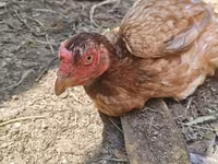 Chickens — photo 1