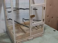 Papuqay,dovşan,hamster,şinşila,bildirçin,cücə,xamyak,pişik,quş,tısbağa — Foto 2