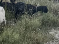 Goat, Goats — photo 4