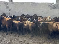 Qoç, Qoyunlar — foto 3