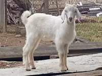 Keçi, Damask goat — foto 4