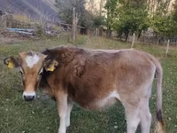 Vaca, Ganado vacuno — foto 1