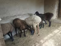 Qoyun, Qoyunlar — foto 1