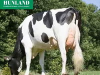 Cow, Holstein breed — photo 7