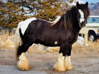 Madyan, Gypsy horse — foto 7
