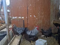 Chickens — foto 3