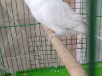 Chickens — الصورة 5