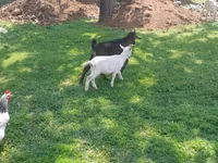 Billy Goat, Goats — photo 3