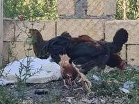 Chickens — Foto 5