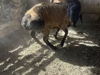 Beran, Rhon sheep — foto 5