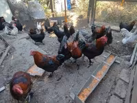 Marans — 3-rasm