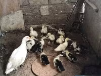 Ev Muskovisi — foto 6
