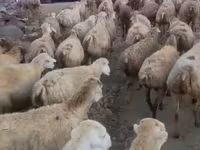 Qoyun, Daglıс sheep — foto 2