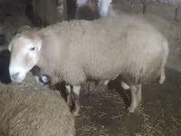 绵羊（批次，未指定性别）, Sheep — 照片 4