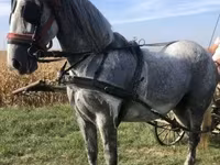 Égua, Andalusian horse — foto 3
