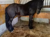 Cavalo, Friesian — foto 3