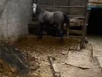 Horse (M), Horses — photo 1