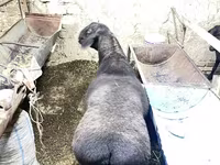 Beran, Hissar sheep — foto 1