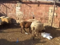 Qoç, Qoyunlar — foto 1