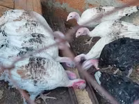 Turkeys — फ़ोटो 1