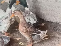 Ducks — Foto 2