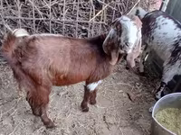 Koza, Beetal goats — foto 3
