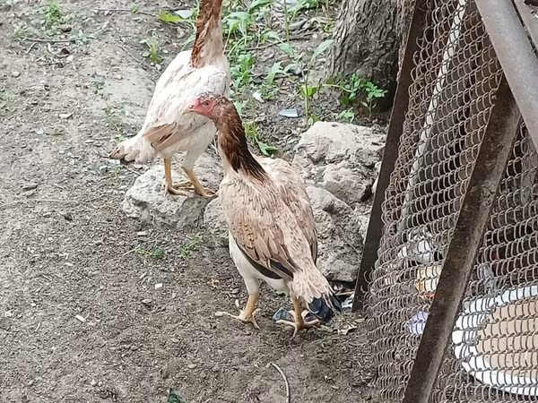 Chickens — Azerbaijan