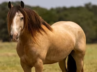 At, Gypsy horse — foto 2