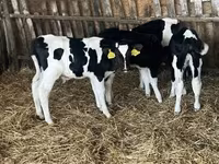 Byk, Russian Black pied cattle — zdjęcie 2