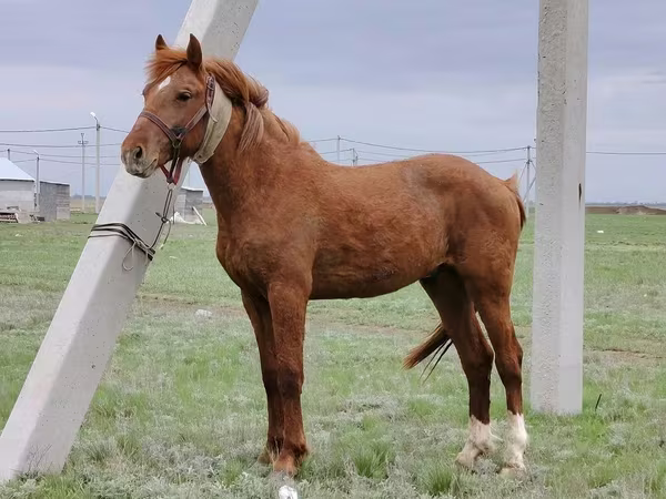 Koń, Budyonny horse
