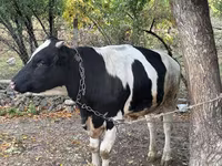 Touro, Russian Black pied cattle — foto 4