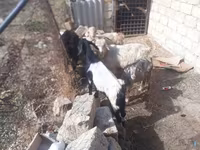 تيس, الماعز — الصورة 1