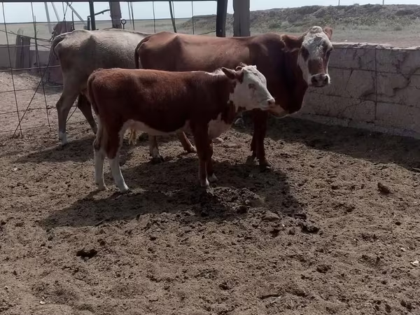 İnək, Swiss cattle