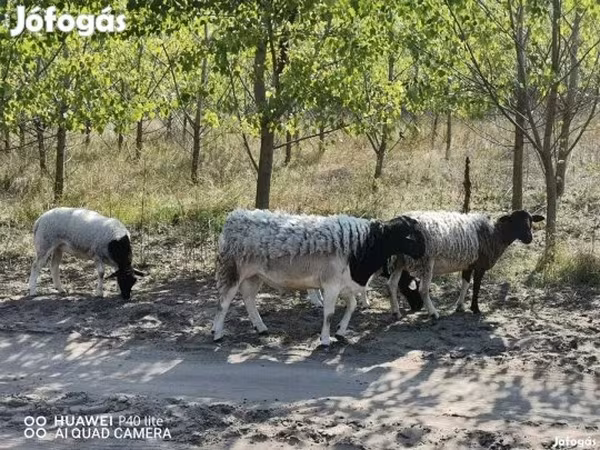 Вівця, Dorper sheep