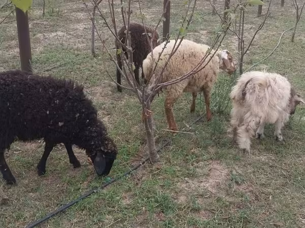 Sheep (batch, sex not specified), Sheep — Azerbaijan