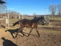 Hengst, Hungarian horse breed — Foto 3