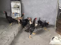 Chickens — zdjęcie 1