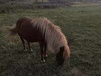 Yegua, Australian Pony — foto 2