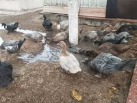 Ducks — الصورة 1