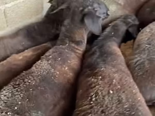Sheep (batch, sex not specified), Sheep