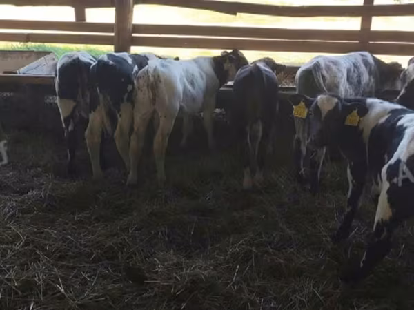 Bovinos (lote, sexo não especificado), Azul Belga