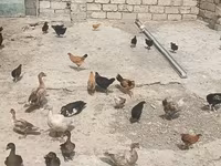 Ducks — photo 4