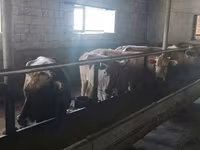 母牛, Cattle — 照片 1