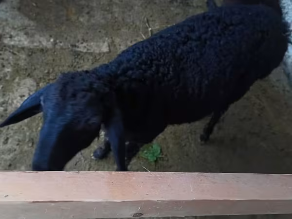 公羊, Sheep