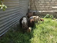 Sheep, Sheep — photo 3