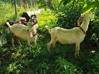 Goat, Saanen goat — photo 5