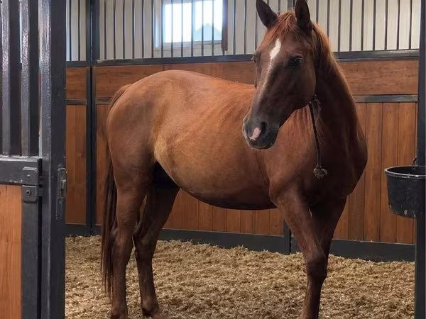 Кобила, Thoroughbred horse