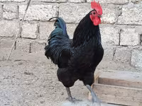 Australorp — photo 7